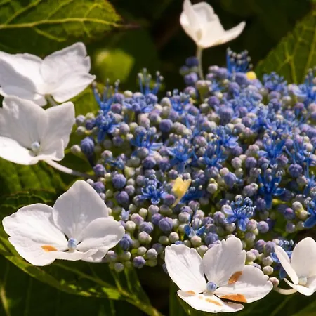 Y Casa Bego Aparthotel Valdredo