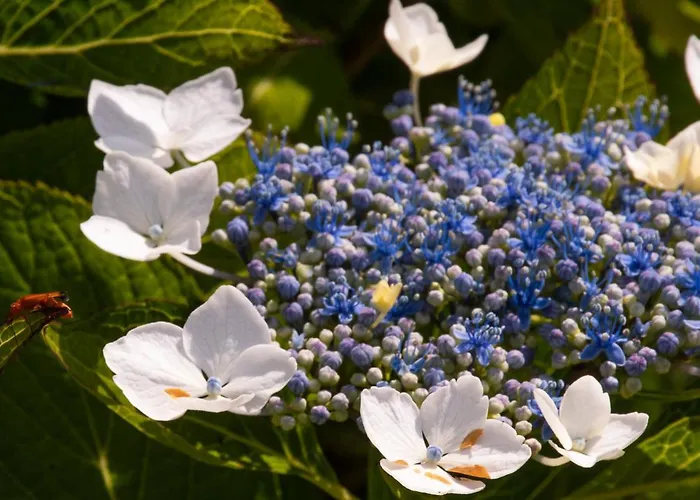Complejo Rural Alhelí - Y Apartahotel Valdredo